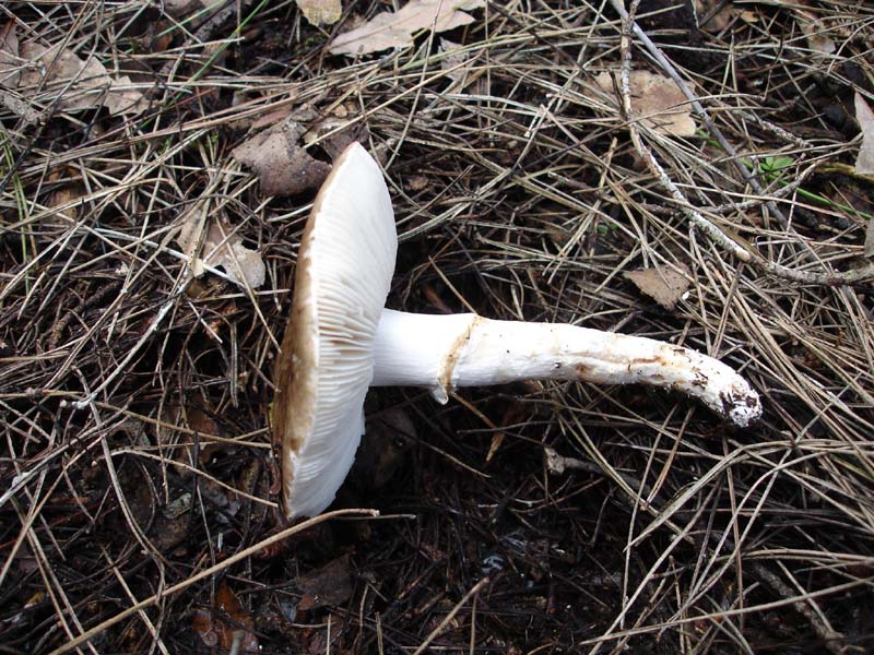 2 dic.3 Murgia barese (Limacella sp.)